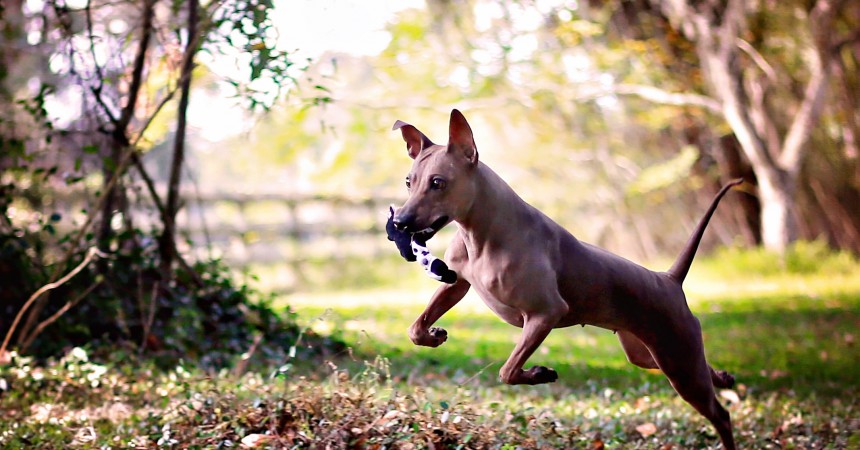 american hairless terrier kennel