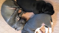 2017-6-2 3 pups triangle